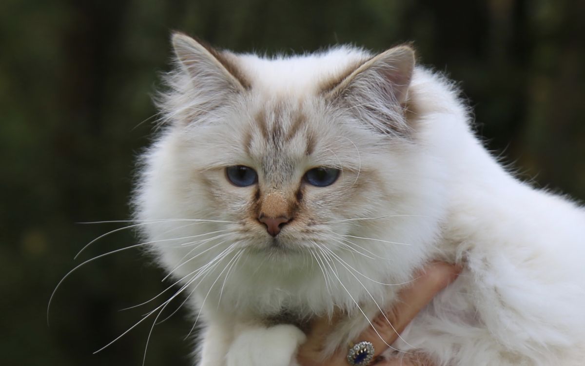 Qui Est Le Plus Beau Chat De Belgique Chatterie d'Avillon, eleveur de chat Sacré de Birmanie, Birman, en Belgique