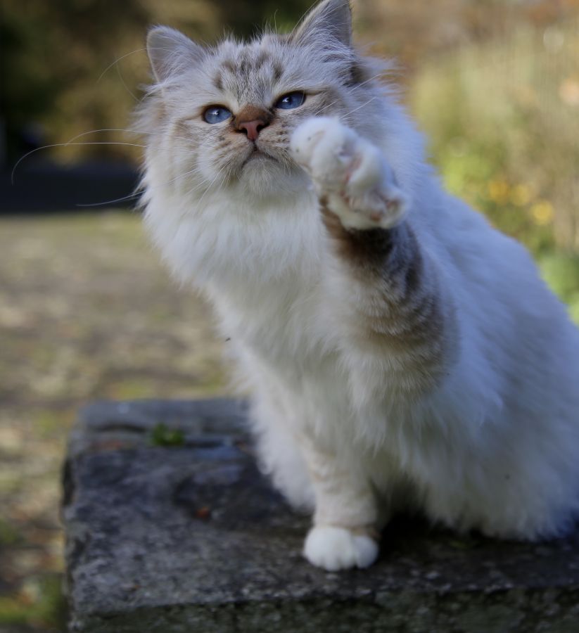 Qui Est Le Plus Beau Chat De Belgique Chatterie d'Avillon, eleveur de chat Sacré de Birmanie, Birman, en Belgique