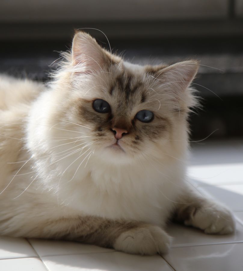 Qui Est Le Plus Beau Chat De Belgique Chatterie d'Avillon, eleveur de chat Sacré de Birmanie, Birman, en Belgique